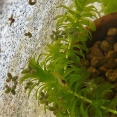 ⭐︎ミナミヌマエビ　20匹★の画像