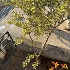 【無料】ヤマボウシ、シルバープリペット、エレガンテシマ、ヒイラギの画像