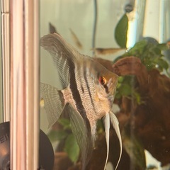 シルバーダイヤモンドエンゼルフィッシュ(国産ブリード)の画像