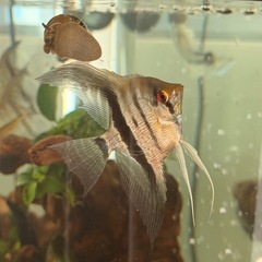 シルバーダイヤモンドエンゼルフィッシュ(国産ブリード)の画像