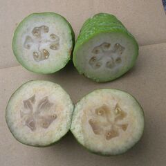 ■□フェイジョア（果実）約３㎏　＃1の画像