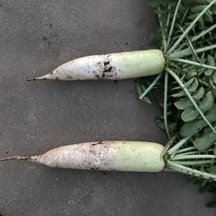 採りたて新鮮大根（１本）の画像