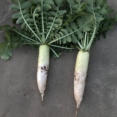 採りたて新鮮大根（１本）の画像