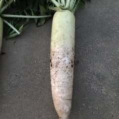 採りたて新鮮大根（１本）の画像