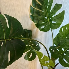 人工植物　観葉植物の画像