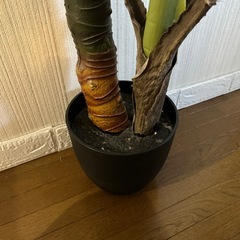 人工植物　観葉植物の画像