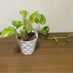 観葉植物２点セットの画像