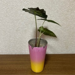 観葉植物２点セットの画像