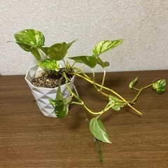 観葉植物２点セットの画像