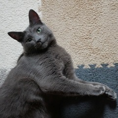 ロシアンブルー  血統書付き