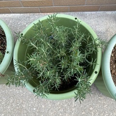 菜園ポットと園芸用土の画像