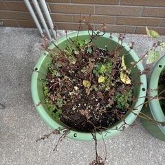 菜園ポットと園芸用土の画像