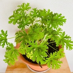 【ハーブ植物】ローズゼラニウムの画像