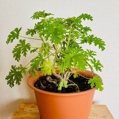 【ハーブ植物】ローズゼラニウムの画像
