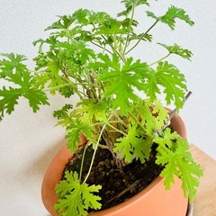 【ハーブ植物】ローズゼラニウムの画像