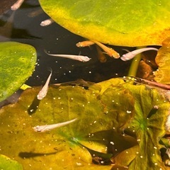 【ミックスメダカ 5匹セット＋ウィローモス付き】の画像