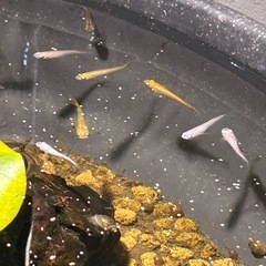 【ミックスメダカ 5匹セット＋ウィローモス付き】の画像