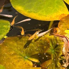 【ミックスメダカ 5匹セット＋ウィローモス付き】の画像