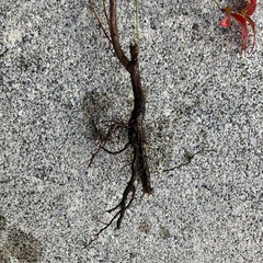 南天の苗差し上げますの画像