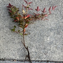 南天の苗差し上げますの画像