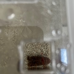 【現在飼育中】ヒメセミエビの画像