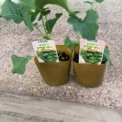 ブロッコリー苗　1ポット30円の画像