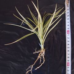 ドラセナ コンシンネ ①の画像