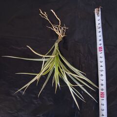 ドラセナ コンシンネ ①の画像