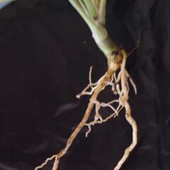 ドラセナ コンシンネ ①の画像