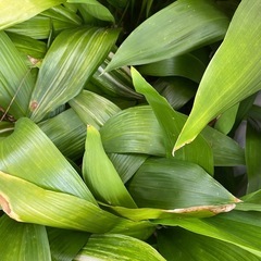 ハラン(バラン)の葉っぱ
の画像