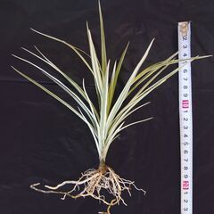 ドラセナ コンシンネ ②の画像