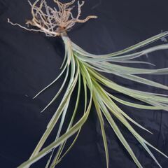 ドラセナ コンシンネ ②の画像