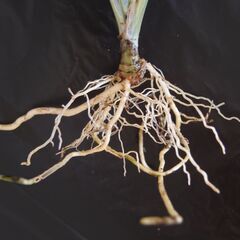 ドラセナ コンシンネ ②の画像