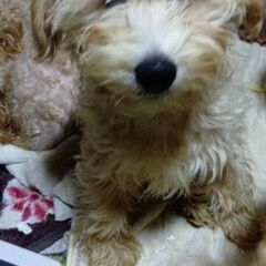 姉妹の中で大きな男の子です。