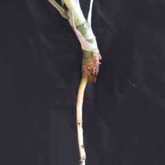 ドラセナ コンシンネ ③の画像