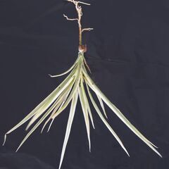 ドラセナ コンシンネ ④の画像