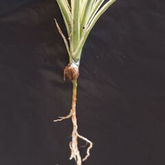 ドラセナ コンシンネ ④の画像