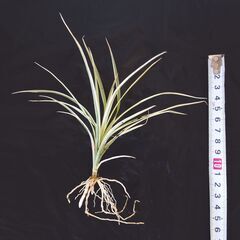 ドラセナ コンシンネ ⑤の画像