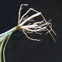 ドラセナ コンシンネ ⑤の画像