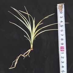 ドラセナ コンシンネ ⑥ の画像