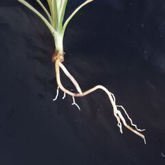 ドラセナ コンシンネ ⑥ の画像