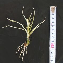 ドラセナ コンシンネ ⑦ の画像