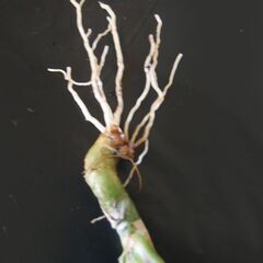 ドラセナ コンシンネ ⑦ の画像