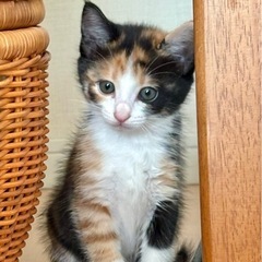 🍒【トライアル決まりました【12/7譲渡会】【町子（ちょうこ）ち...