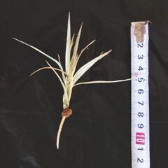 ドラセナ コンシンネ ⑧ の画像