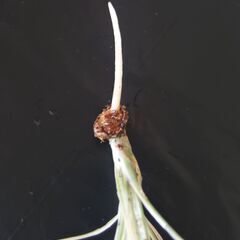 ドラセナ コンシンネ ⑧ の画像