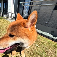 柴犬の里親探してます