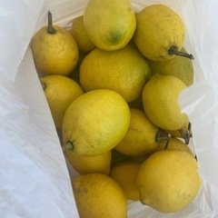 レモン沢山の画像