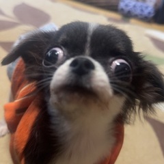 🫶チワワの男の子🫶