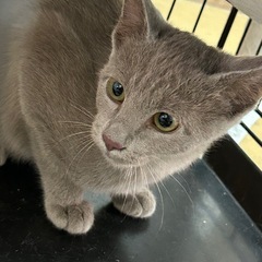 素敵なグレーの女の子 - 豊橋市